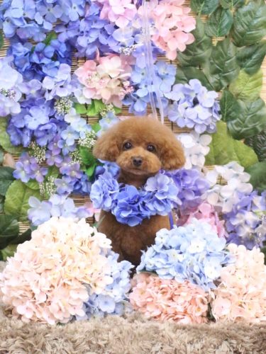 20250608モコちゃん